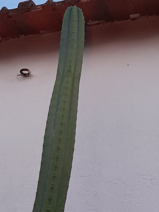 Cactos San Pedro (Echinopsis Pachanoi)