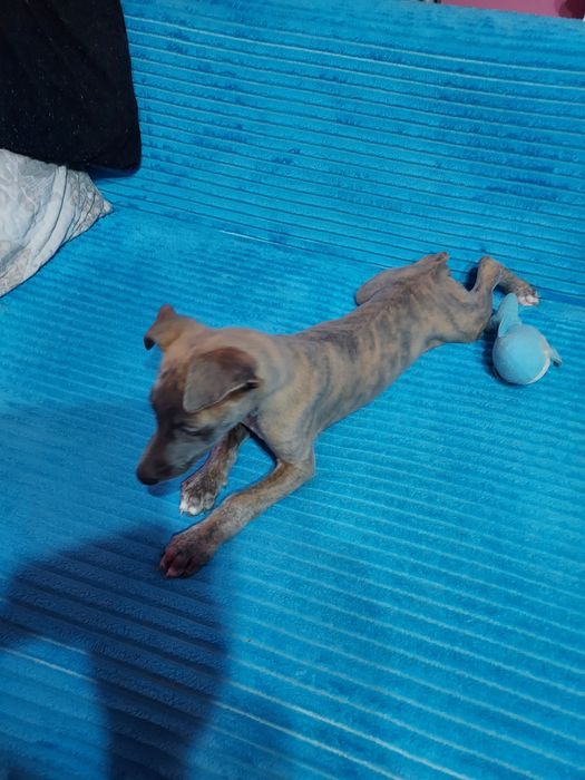 Chart Angielski Whippet piesek