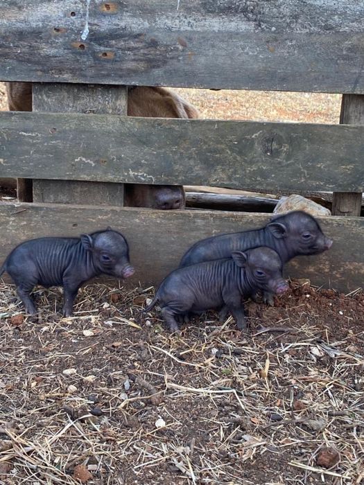 Porcos Vietnamitas, Mini Pigs