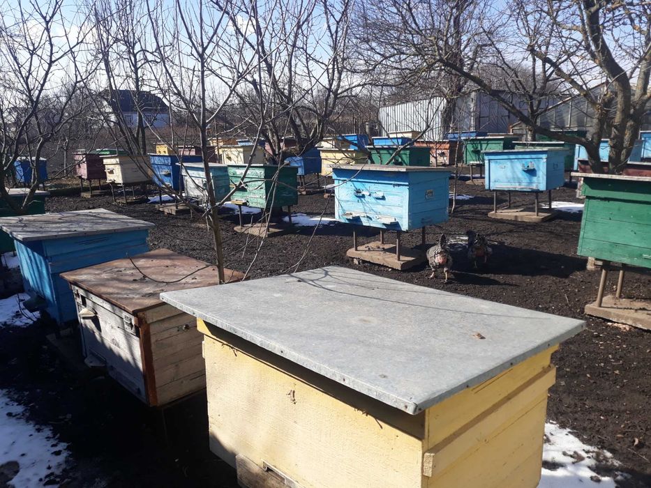 Продам Бжолопакети