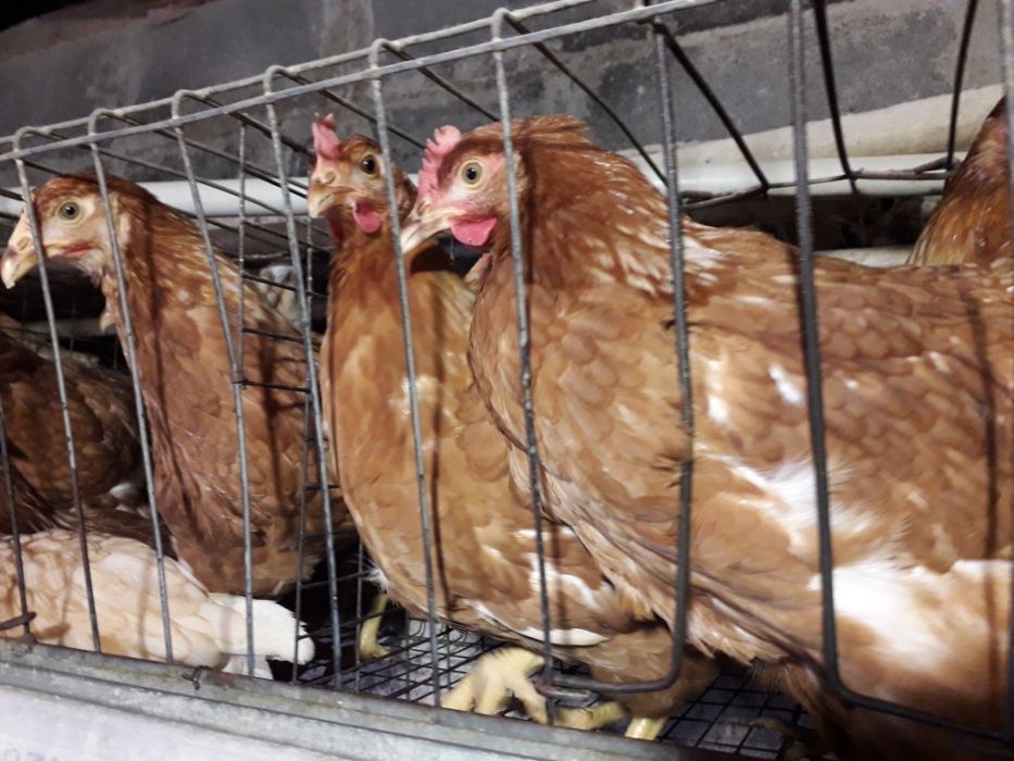 продам курей, курчат, качок