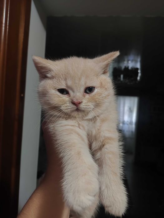 Кошенята Скотиш Братик і Сестричка