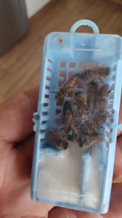 Matki pszczele Carnica