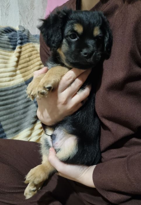 Отдам щенков в хорошие надёжные руки