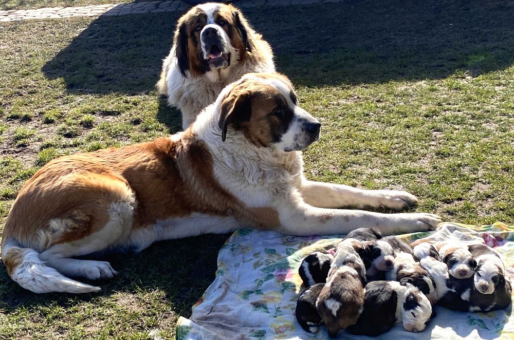 Цуценята породи "московська сторожова"