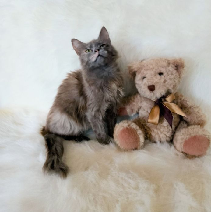 Мила 3.5 мес.
В поисках нового дома 
Ласковая, игривая.
К лоточку приу