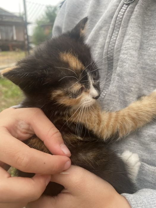 Котики шукають дім