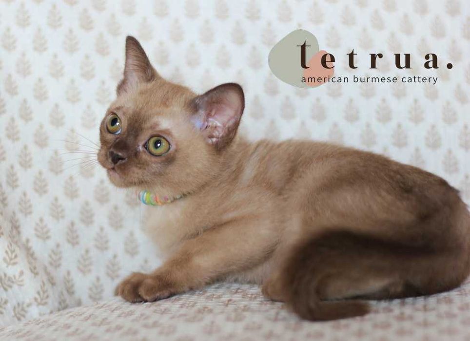 Харизматичная девочка американской бурмы!