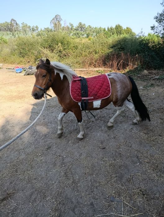 Excelente exemplar pônei femea