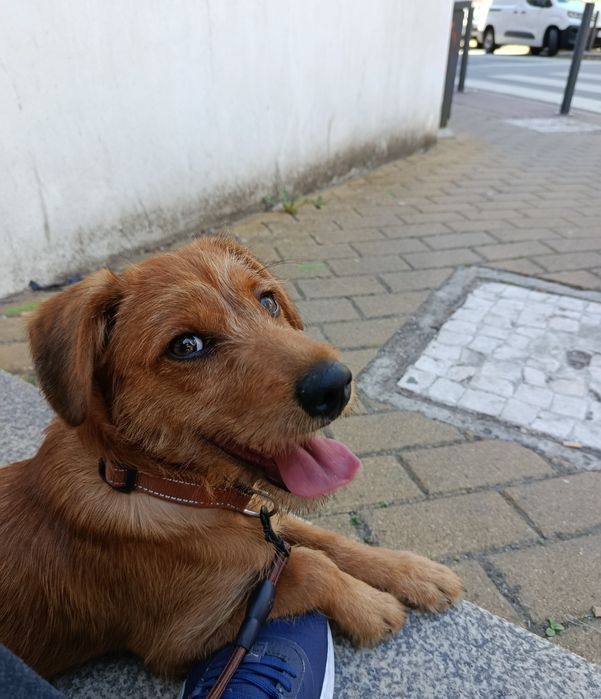 Cão de 4 meses para adoção responsável