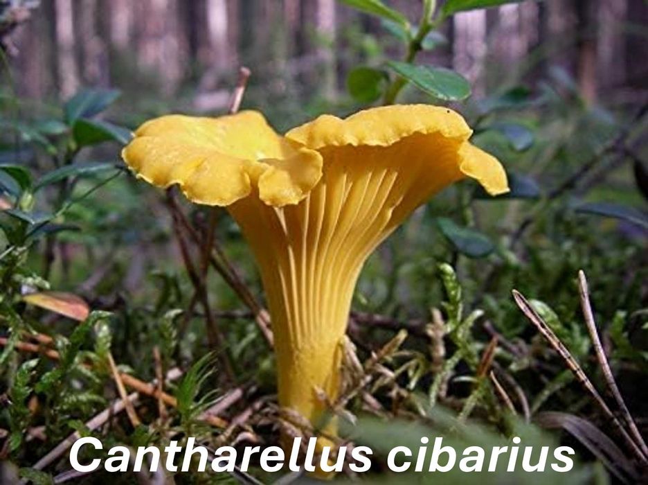 Cogumelos silvestres desidratados