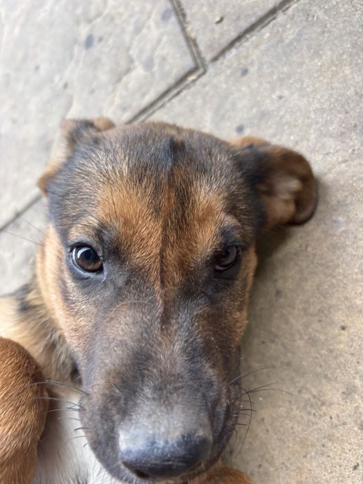 ODDAM Suke szczeniak