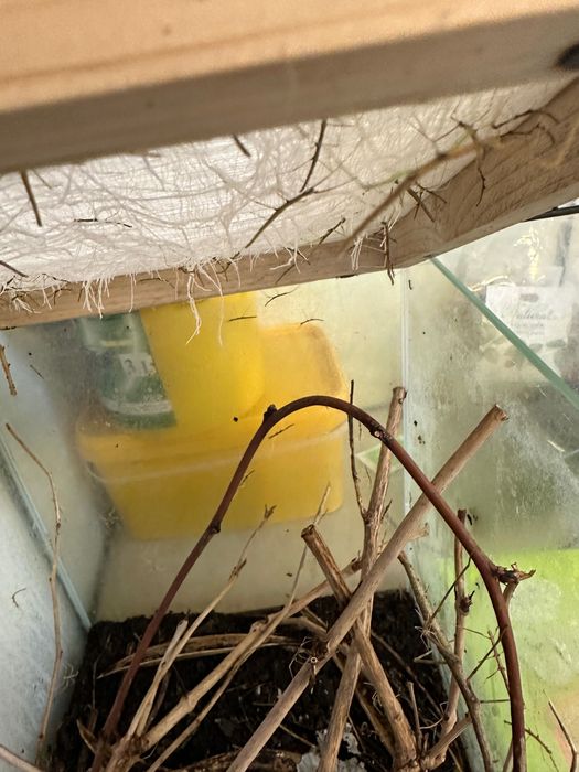 Oddam młode patyczaki za darmo