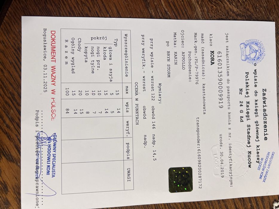 Klacz kora kuc walijski