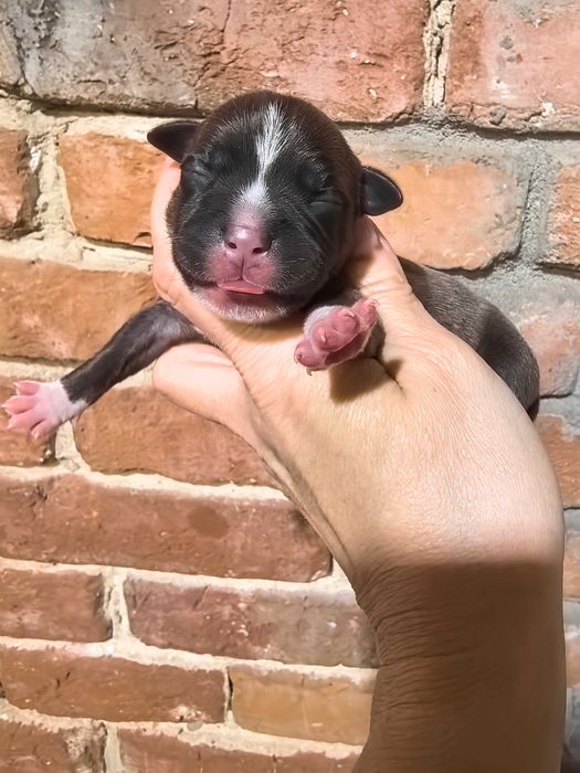 Staffordshire bull terrier stafik po imp Francja ZKwP FCI
