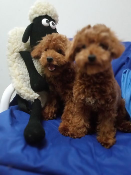 Мальтіпу F2 дівчинка