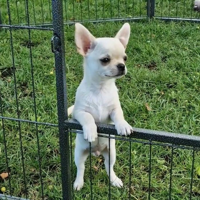 Цуценята Чихуахуа з родоводом КСУ-FCI