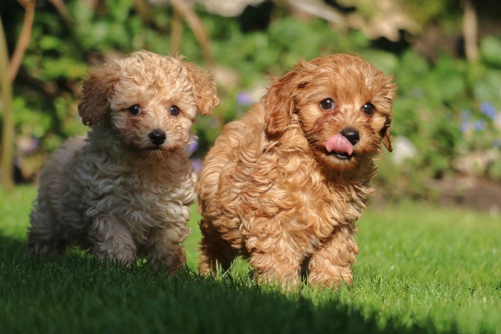 Maltipoo  cudny piesek f1b