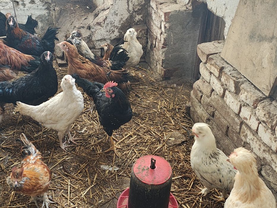 Koguty różnych ras mix