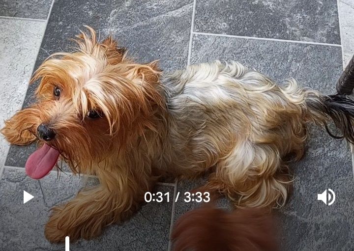 2 роки дівчинка Йорк