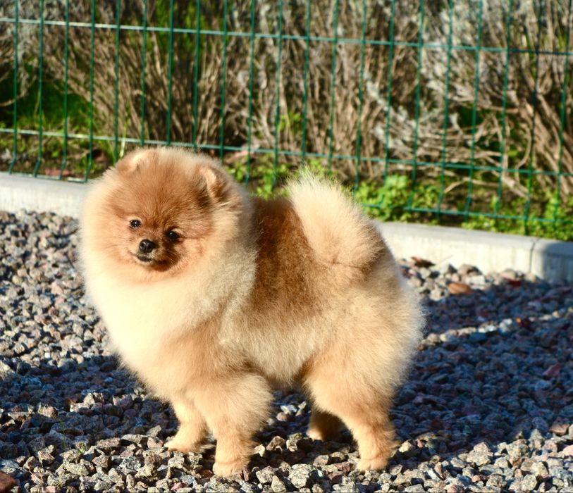 Дівчинка міні 8 місяців