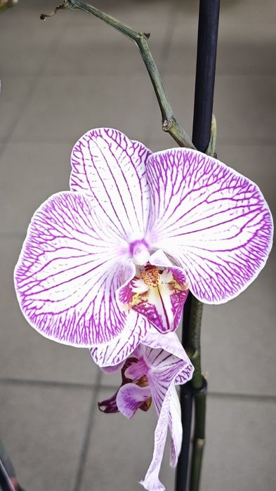 Орхідея фаленопсіс (перецвітає)