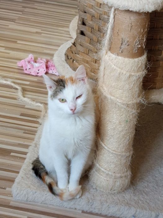 Błagam o dom dla sześciomiesięcznej kotki