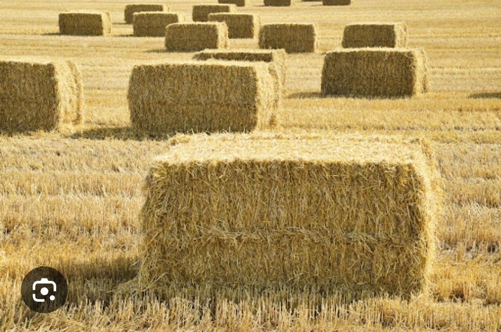 Продам тюки сіна, соломи, та люцерни.