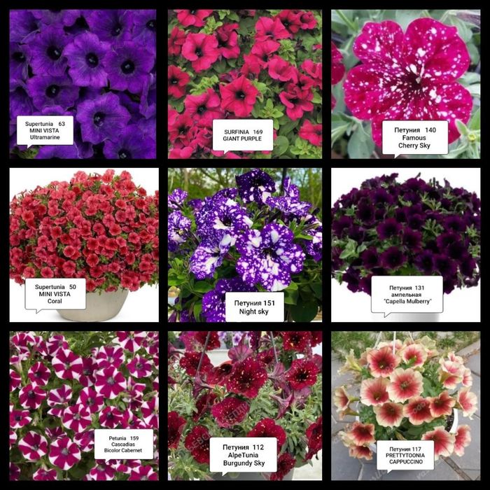 Петуния сурфиния петхоа