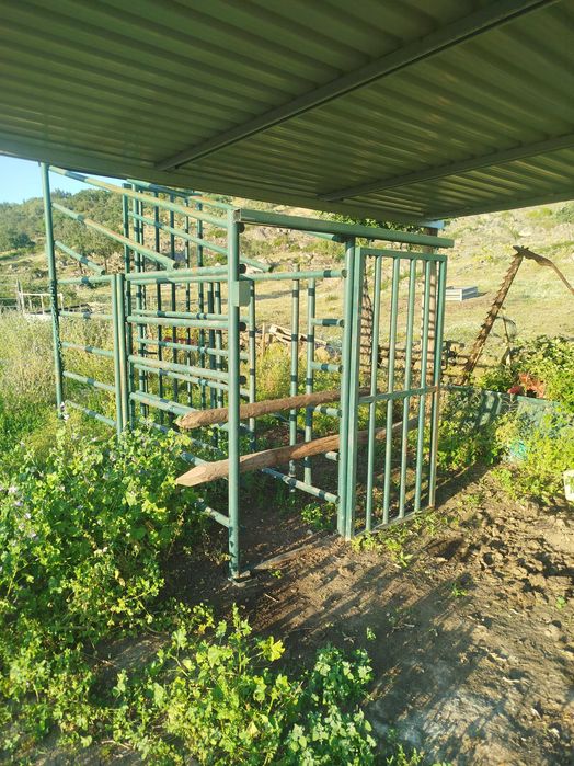 Manga vacas ou cavalos