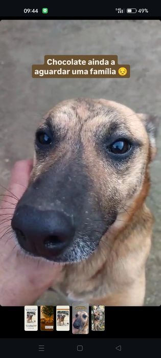 Chocolate para adoção