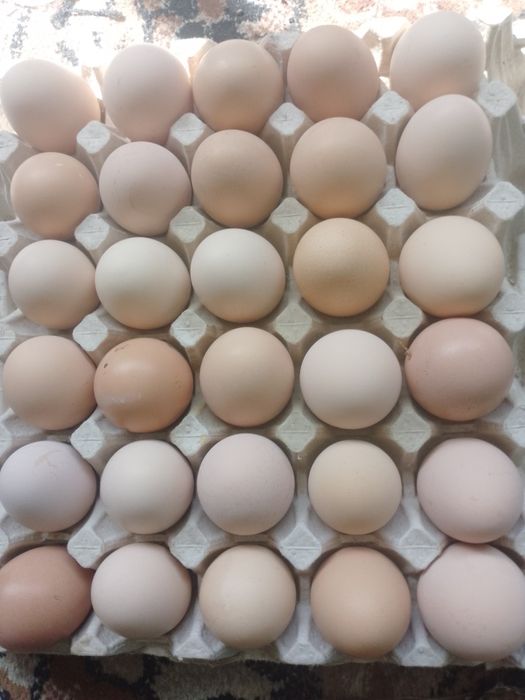 Продам домашні яйця