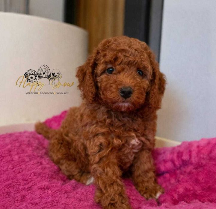 Cockapoo F1b red  idealny pies rodzinny