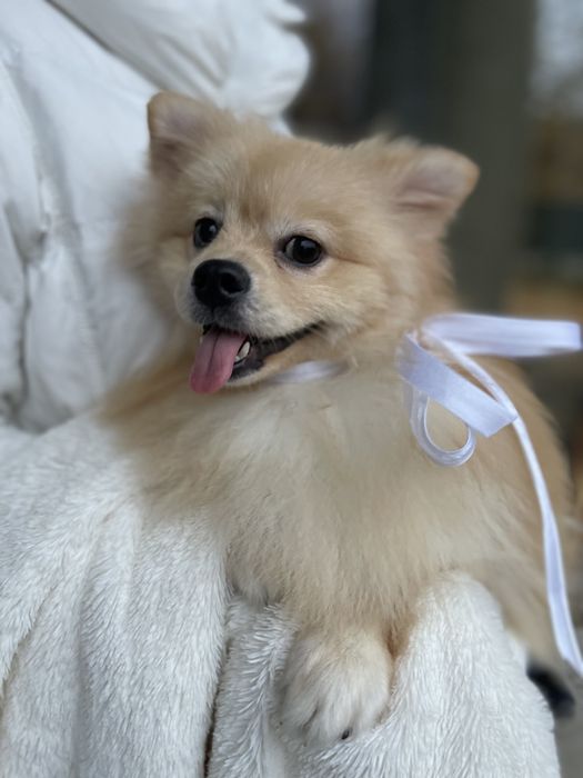 Померанські шпіци — Пухнасті принци хочуть до вас