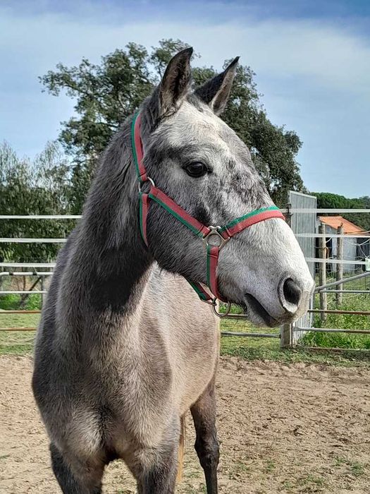 Linda poldra PSL Lusitana Pura