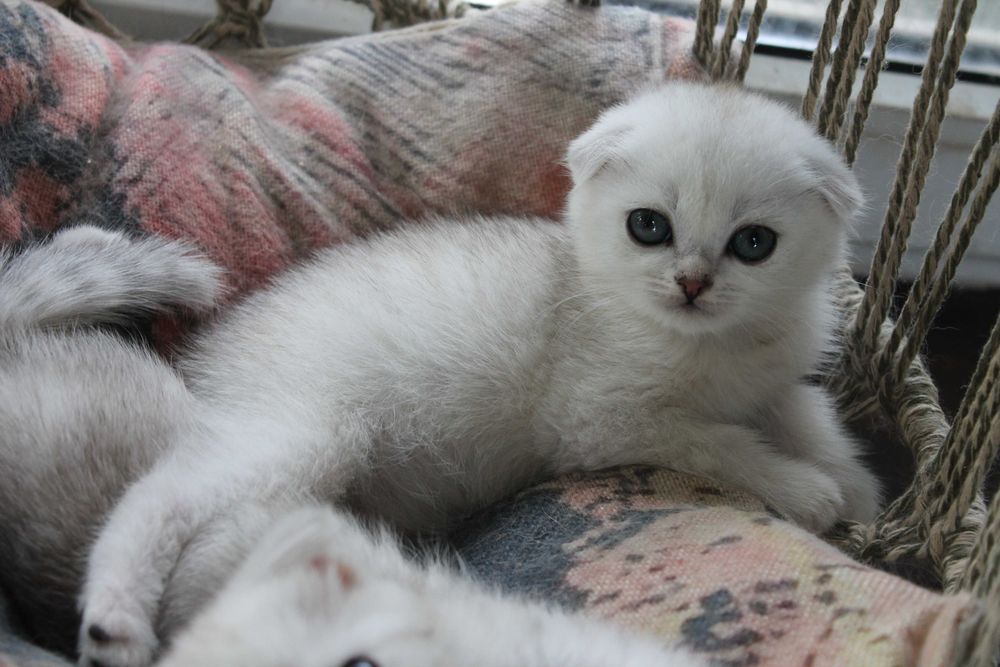 Срібляста шиншилла фолд