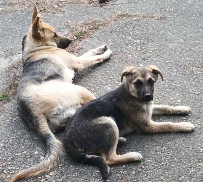 Овчаристую щенульку отдам в хорошие руки!