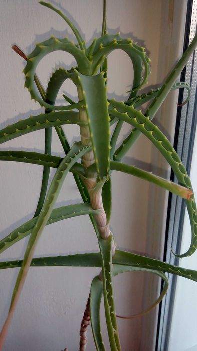 Алоє зрізаний вазон