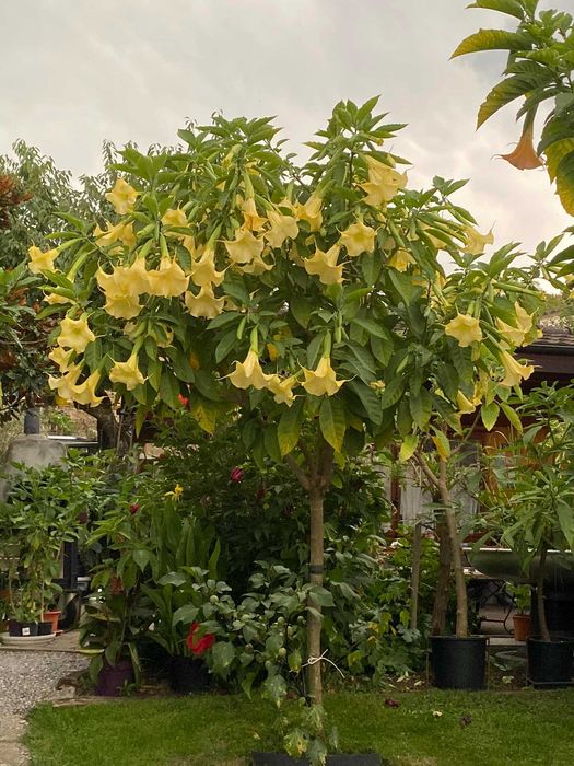 Бругмансия розовая Suaveolens Rose,, белая , желтая, обильно цветущяя