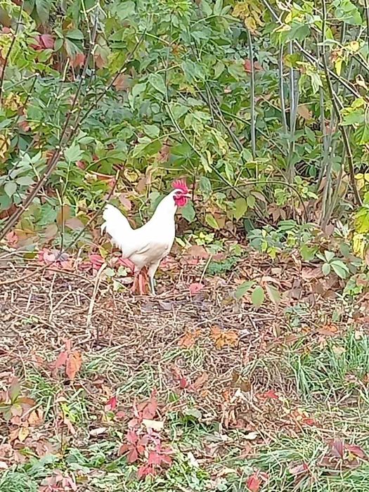 Продам парами (П+К) молодняк декоративних курочок Бентамок.