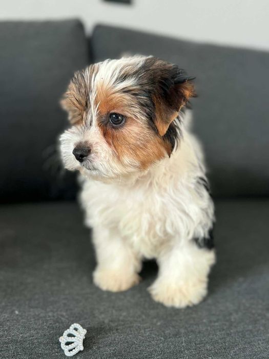 Biewer Yorkshire Terrier suczka 9  tyg.