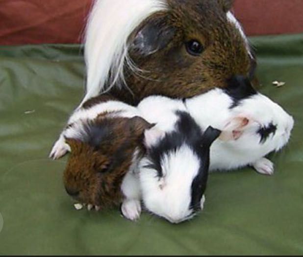 Sprzedam młode świnki morskie różne rasy