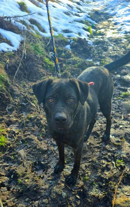 Ragnar do adopcji