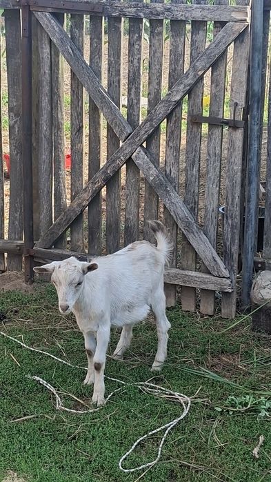 Sprzedam 3 młode kozy – mieszańce