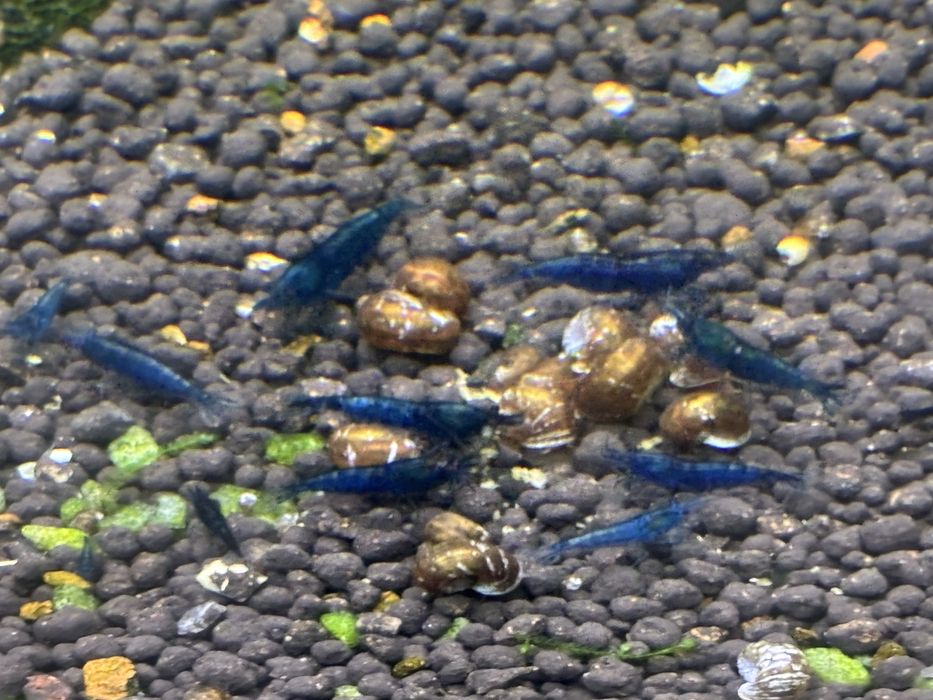 Camarões em São Marcos