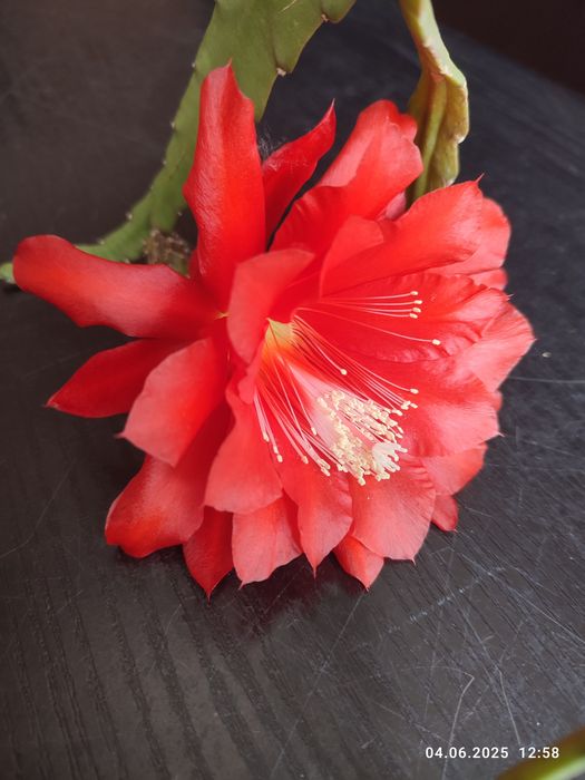 Эпіфілум червоний (Epiphyllum)