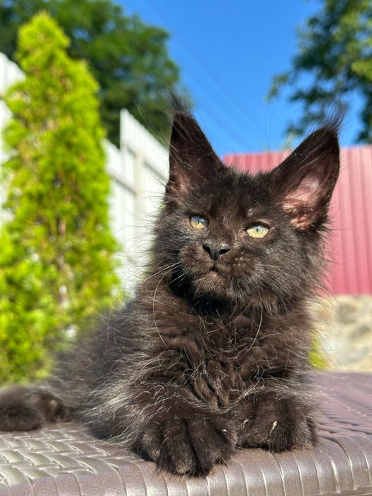 Zura-Kotka Maine Coon