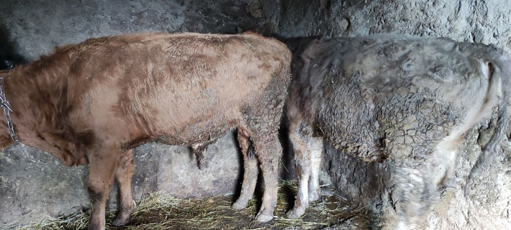 Продам крс на постоянной основе!