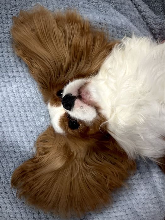 Кавалер Кінг Чарльз спанієль вʼязка