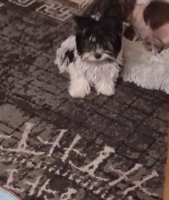 Maluśki Biewer Yorkshire Terrier samczyk/chłopczyk